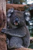 austinfo-koala.jpg