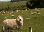 newzeainfo-sheep.jpg